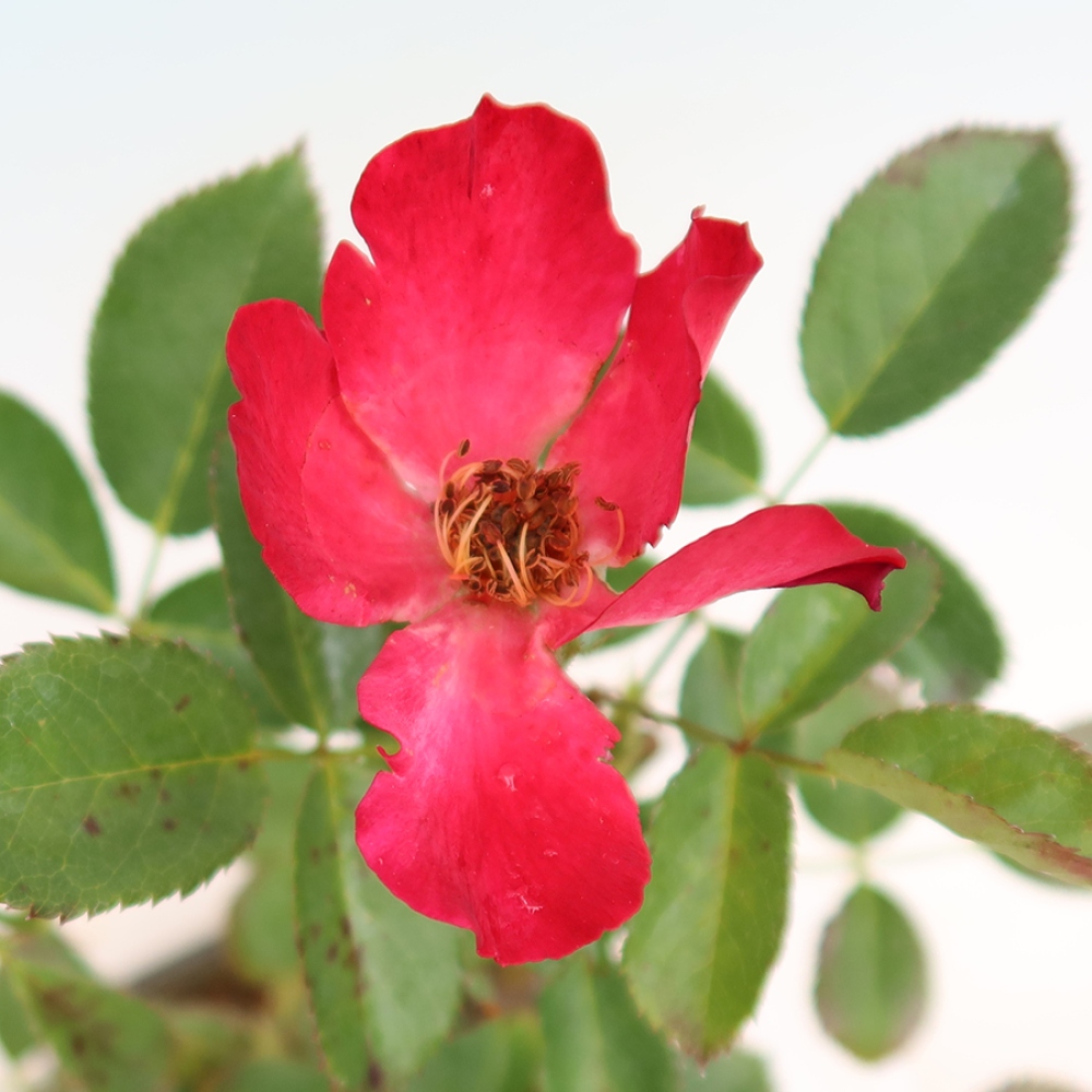 Bonsai da esterno - Rosa Kordes - rosa