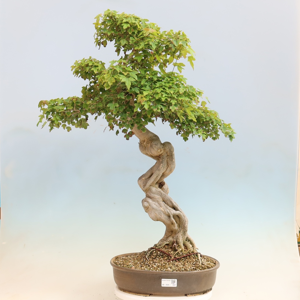 Bonsai da esterno - Acer Buergerianum - Acero di Burger