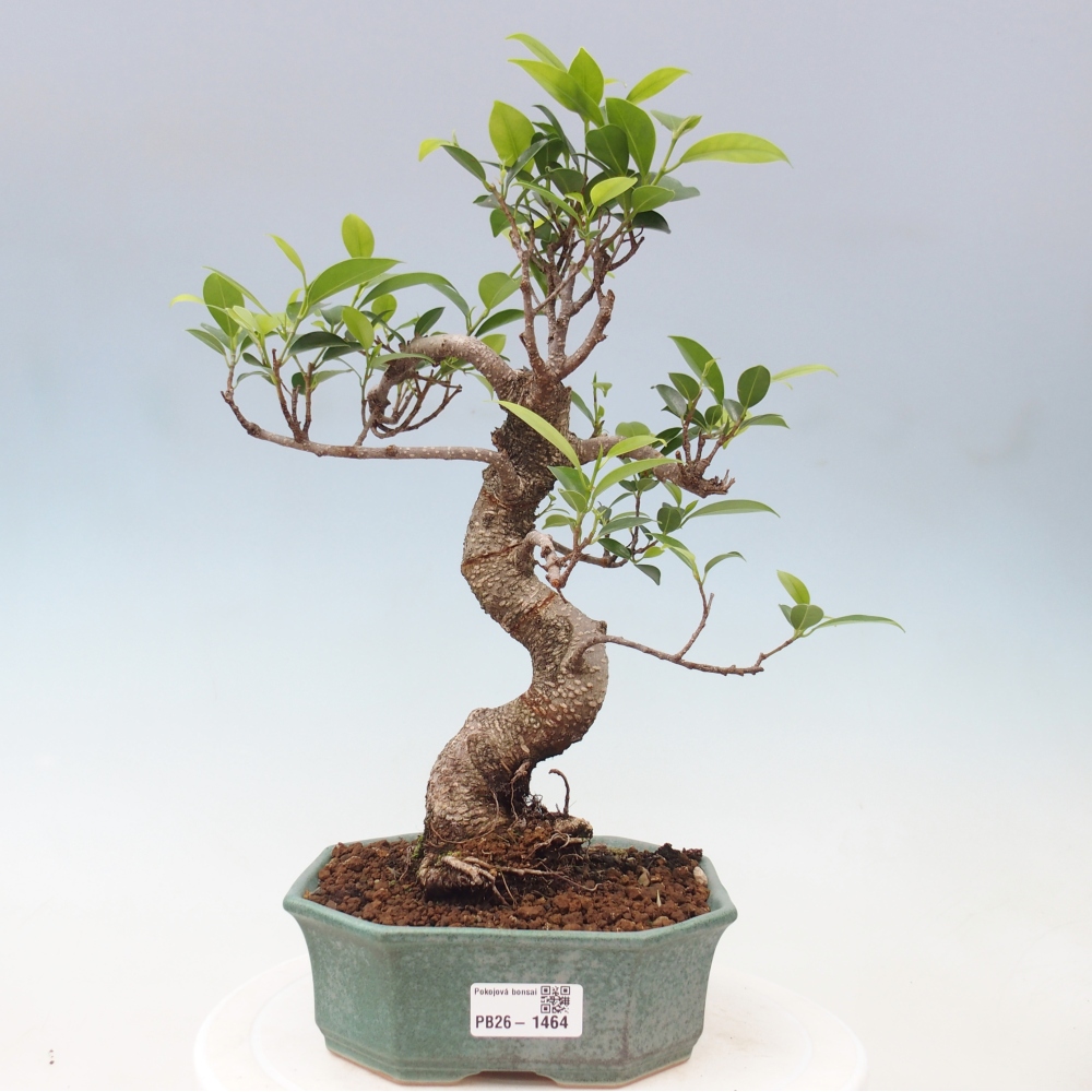 Camera bonsai - Ficus retusa - ficus a foglie piccole