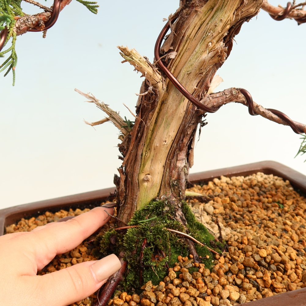 Bonsai da esterno - Juniperus chinensis Kishu