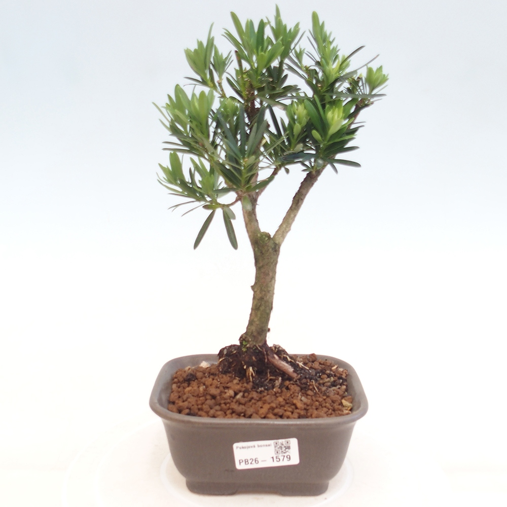 Camera bonsai - Podocarpus - Tasso delle pietre