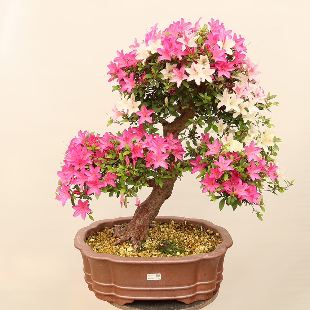 Bonsai da esterno - Azalea giapponese - Azalea Miyabihime