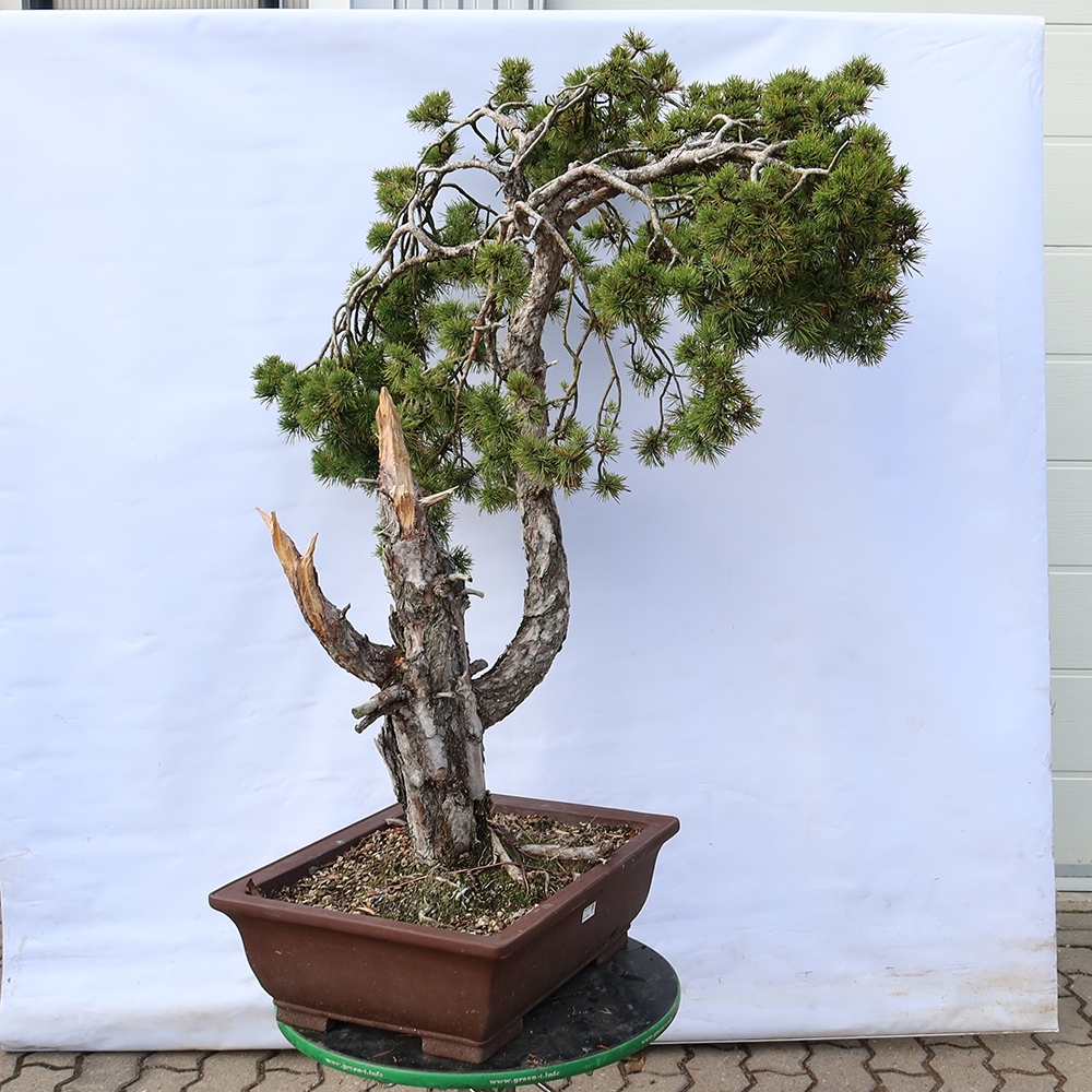 Pinus sylvestris Spagna - pino silvestre