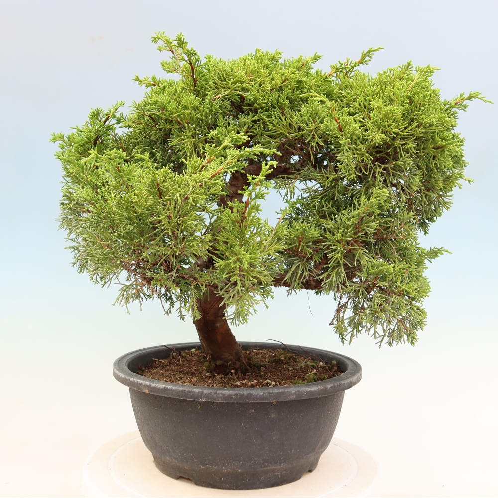 Bonsai da esterno - Juniperus chinensis Itoigawa-Juniperus chinensis