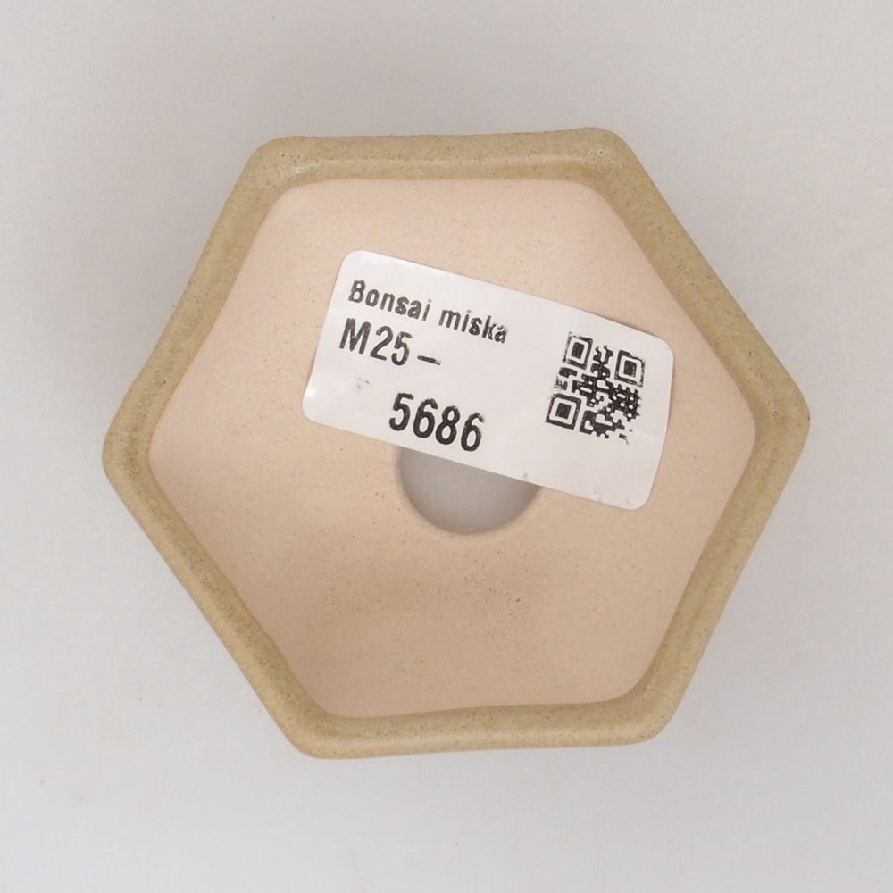 Mini bonsai 6,5 x 6 x 2,5 cm, marrone