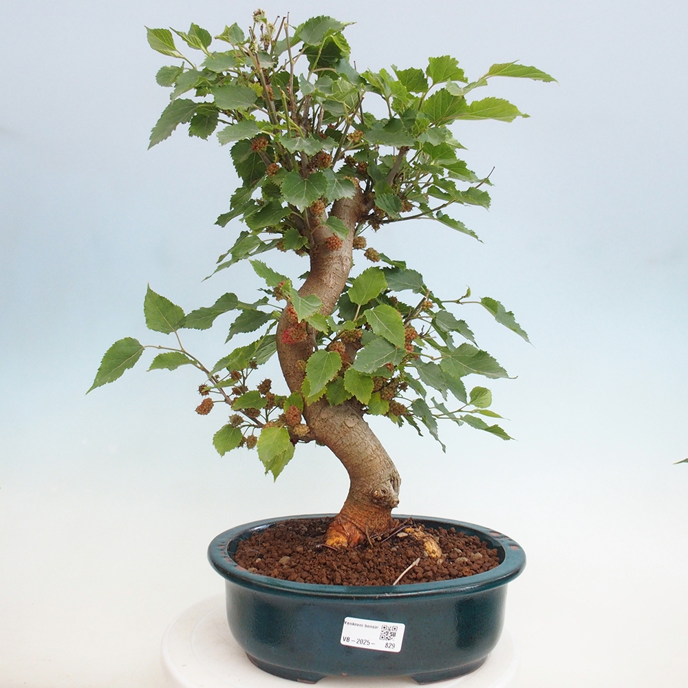 Bonsai da esterno -Morus alba - gelso