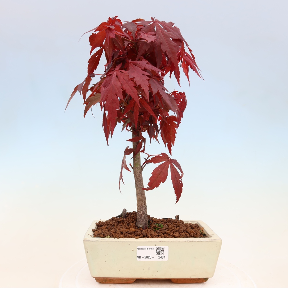 Bonsai da esterno - Palma Acer. Atropurpureum-Javor palmate