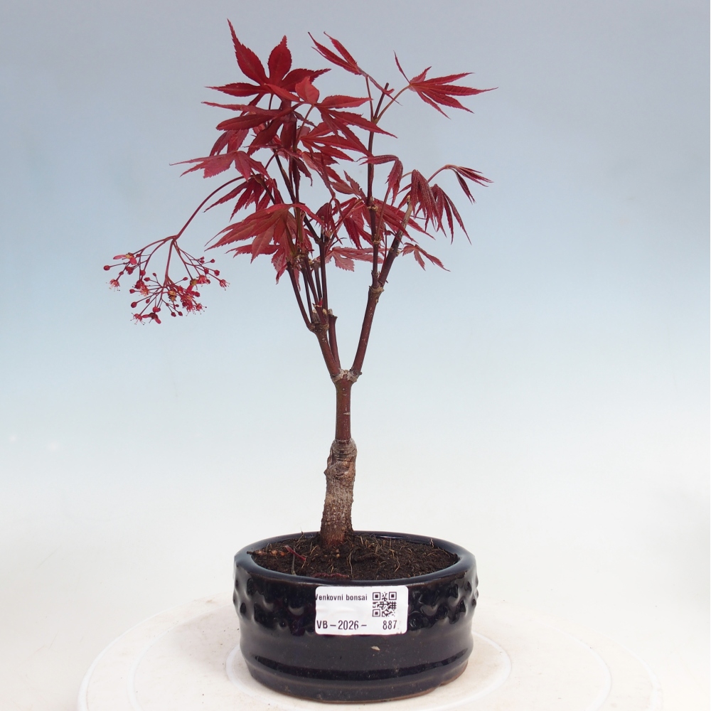 Bonsai da esterno - Palma Acer. Atropurpureum-Javor palmate