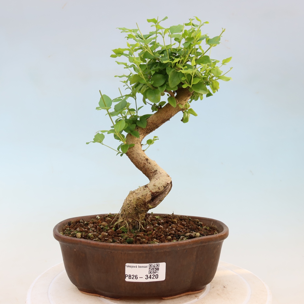 Camera bonsai -Ligustrum chinensis - Becco d'uccello