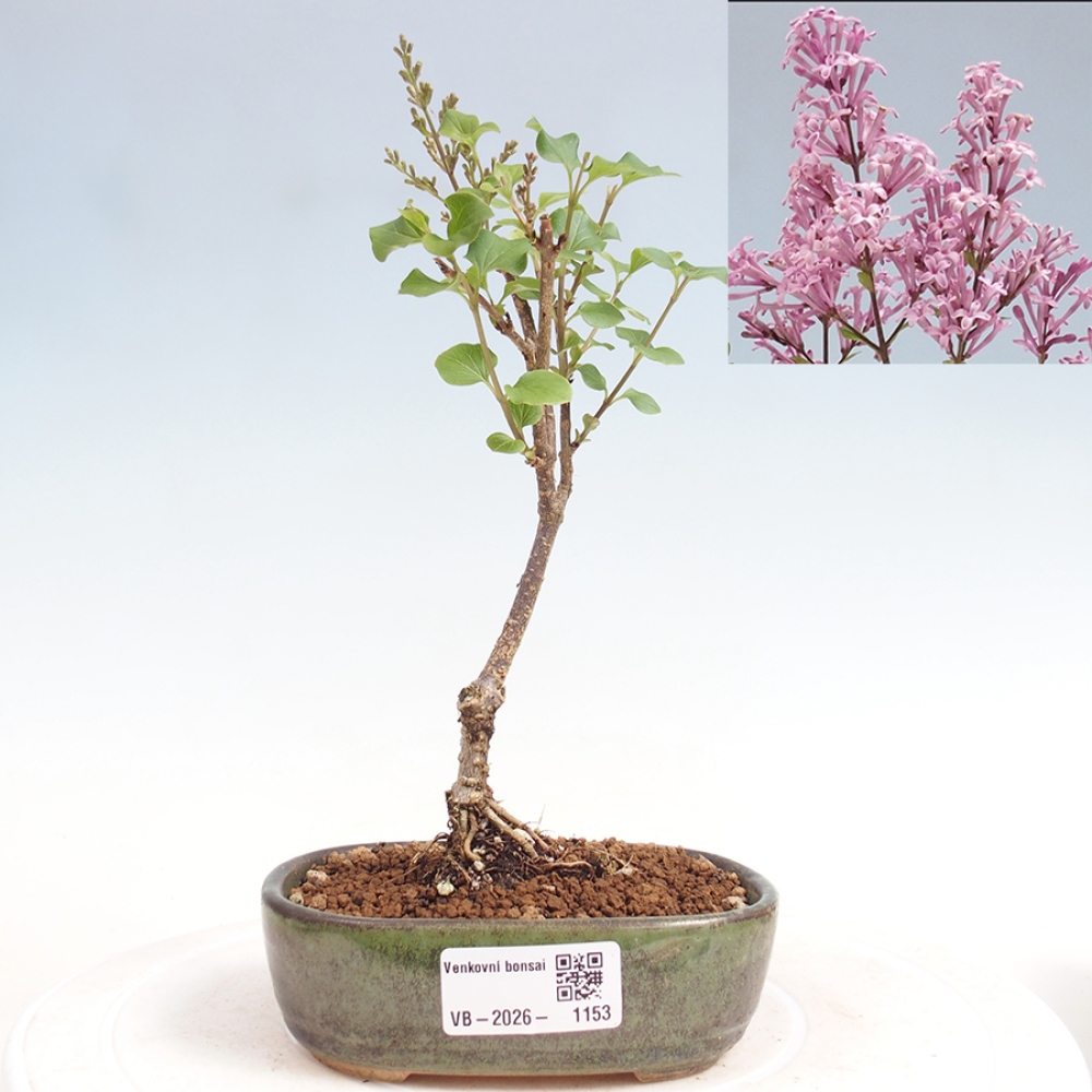 Bonsai da esterno - Syringa Meyeri Palibin - Lillà di Meyer