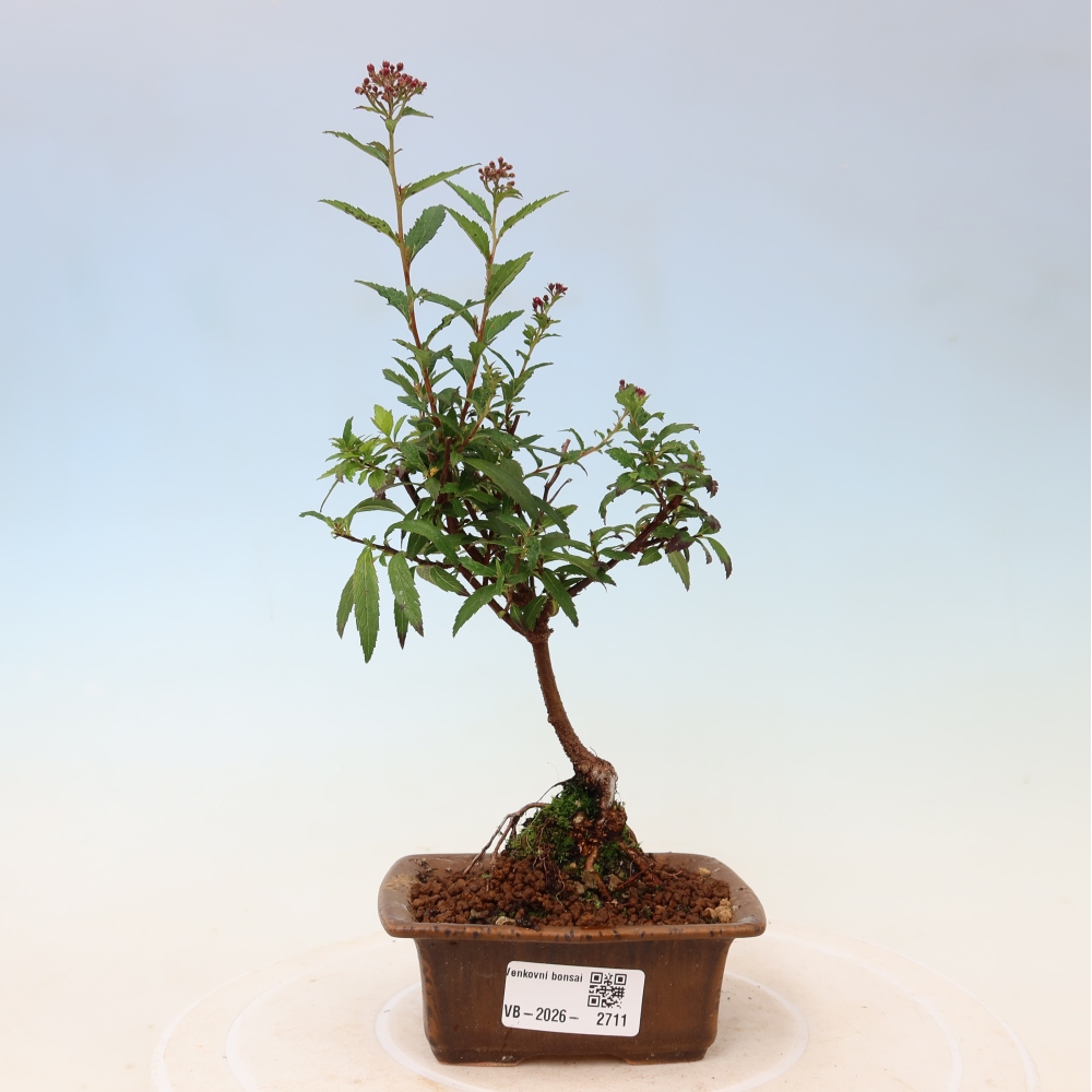 Bonsai da esterno - Spirea giapponese - Spirea japonica Anthony Waterer
