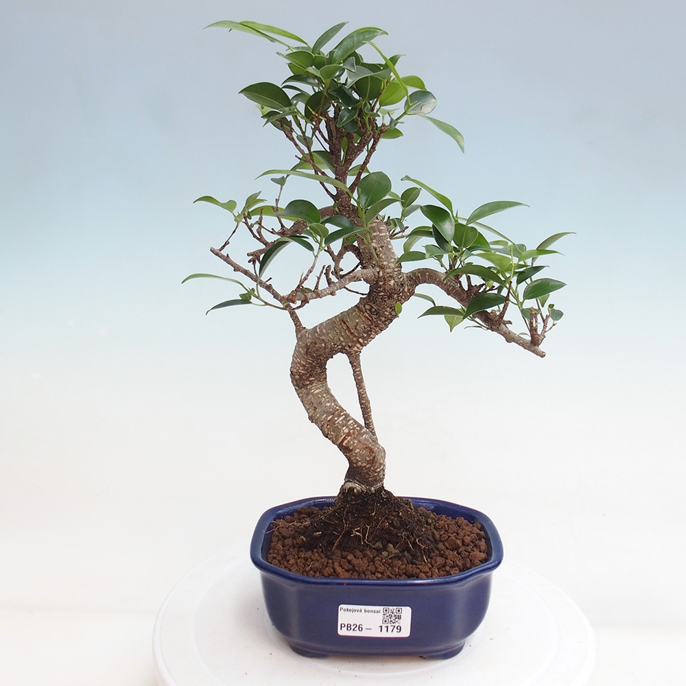 Camera bonsai - Ficus retusa - ficus a foglie piccole