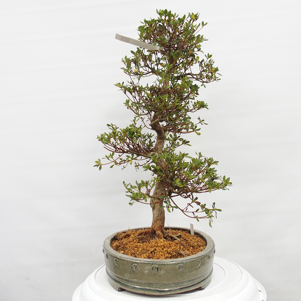 Bonsai da esterno - Azalea giapponese - Azalea Nishikie