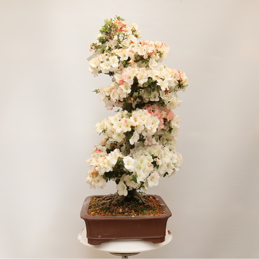 Bonsai da esterno - Azalea giapponese - Azalea Tochizumi