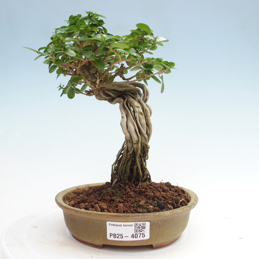 Bonsai da interno - Premna serratifolia - Kozlovna malolista