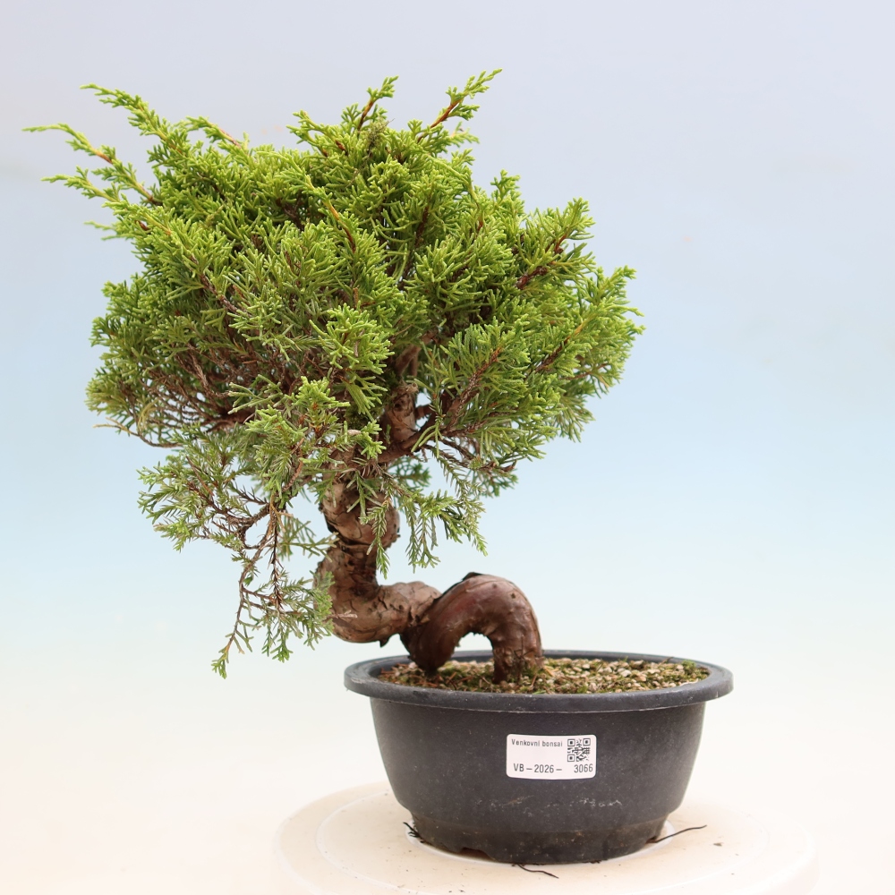 Bonsai da esterno - Juniperus chinensis Itoigawa-Juniperus chinensis