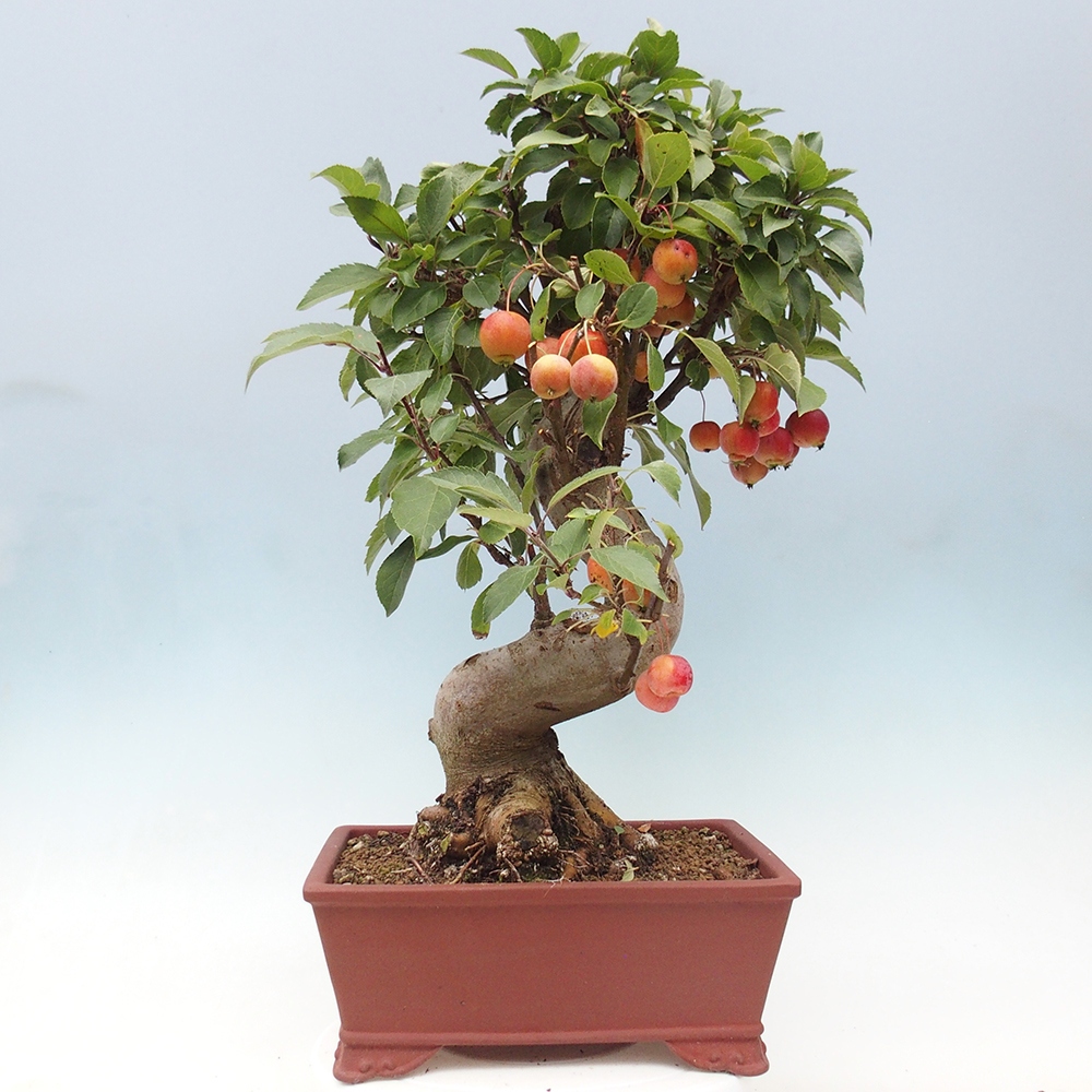 Bonsai da esterno -Malus halliana - Melo a frutto piccolo
