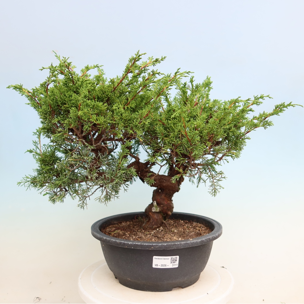 Bonsai da esterno - Juniperus chinensis Itoigawa-Juniperus chinensis