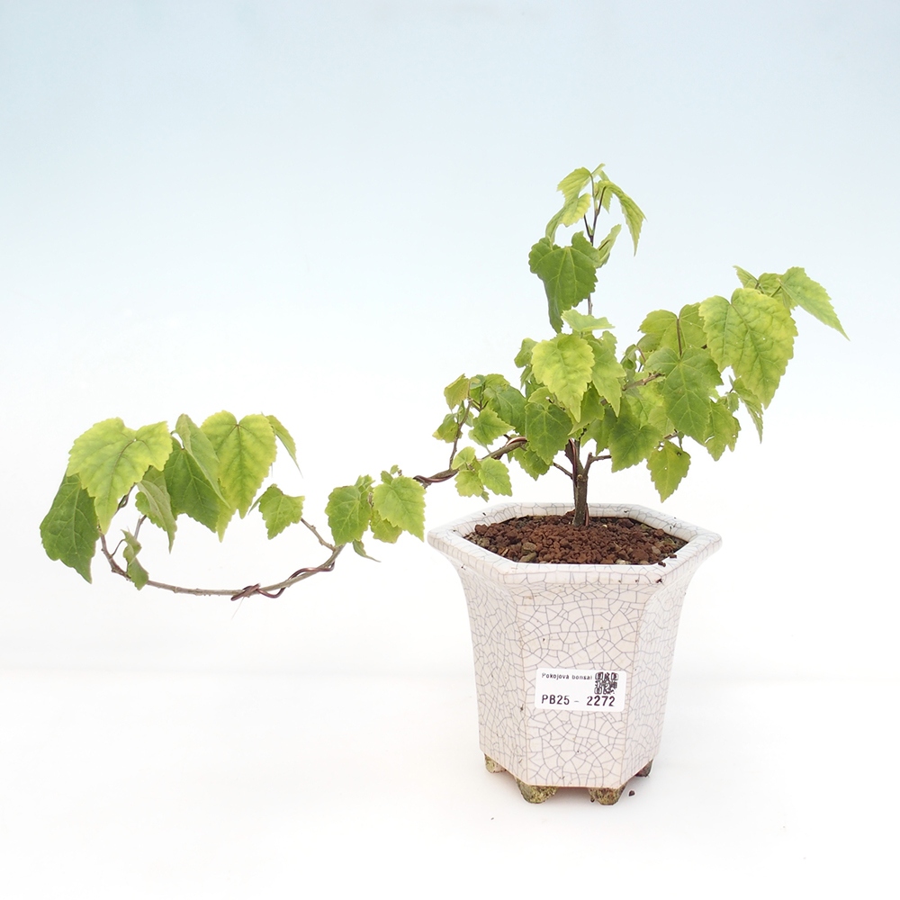 Bonsai da interno - Abutilon Big Bell - Cloudberry