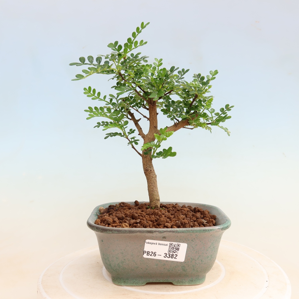 Camera bonsai - Zantoxylum piperitum - albero del pepe