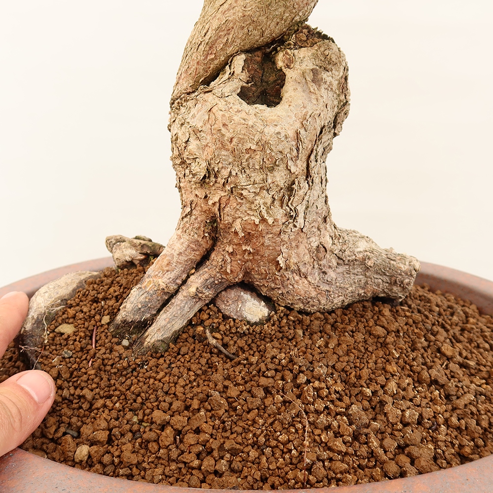 Bonsai da esterno -Carpinus Coreana - Carpino coreano