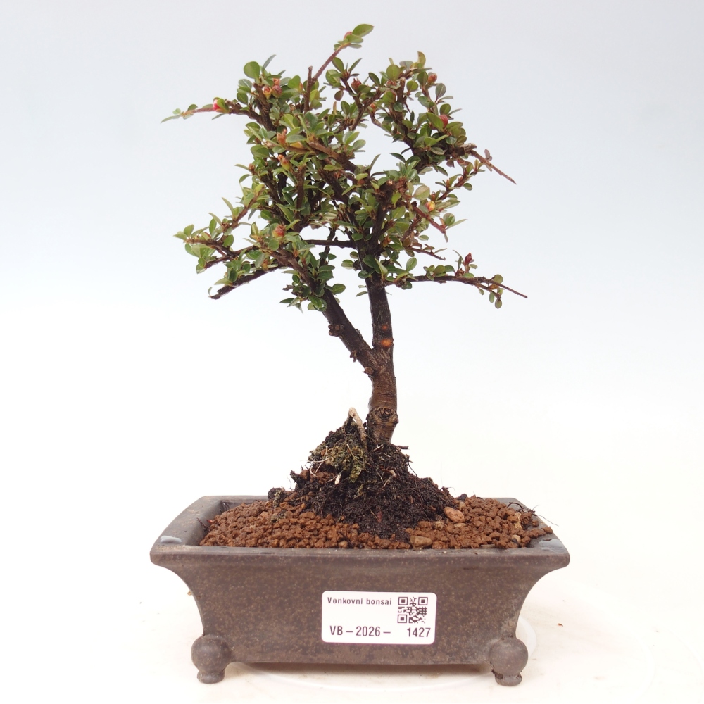 Bonsai da esterno - Cotoneaster horizontalis - Montagna rocciosa