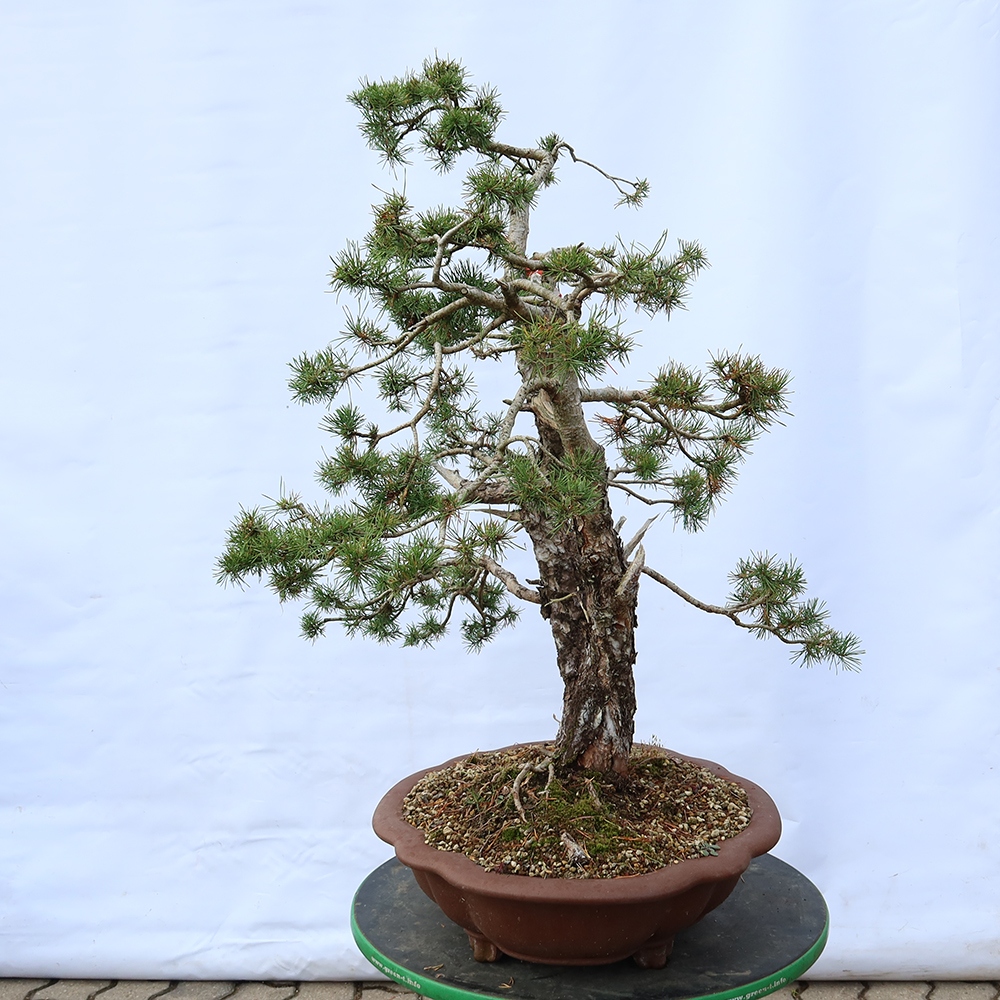 Pinus sylvestris Spagna - pino silvestre