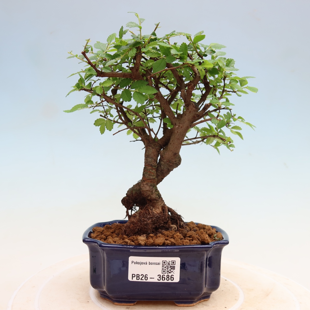 Camera bonsai - Ulmus parvifolia - Olmo a foglie piccole