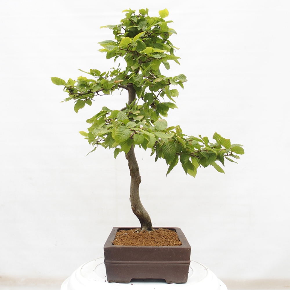 Bonsai da esterno - Carpino - Carpinus betulus