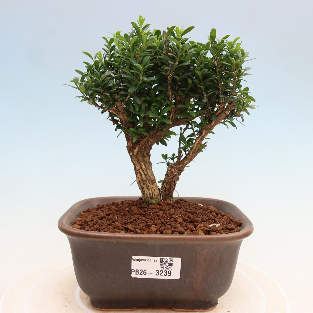 Camera bonsai - Buxus harlandii - buxus da sughero