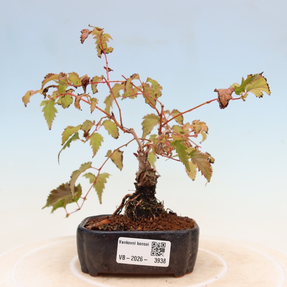 Bonsai da esterno - Stephanandra incisa - Stephanandra incisa