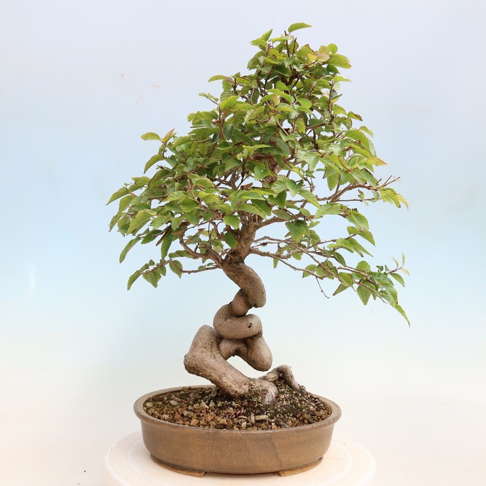 Bonsai da esterno -Carpinus CARPINOIDES - Carpino coreano