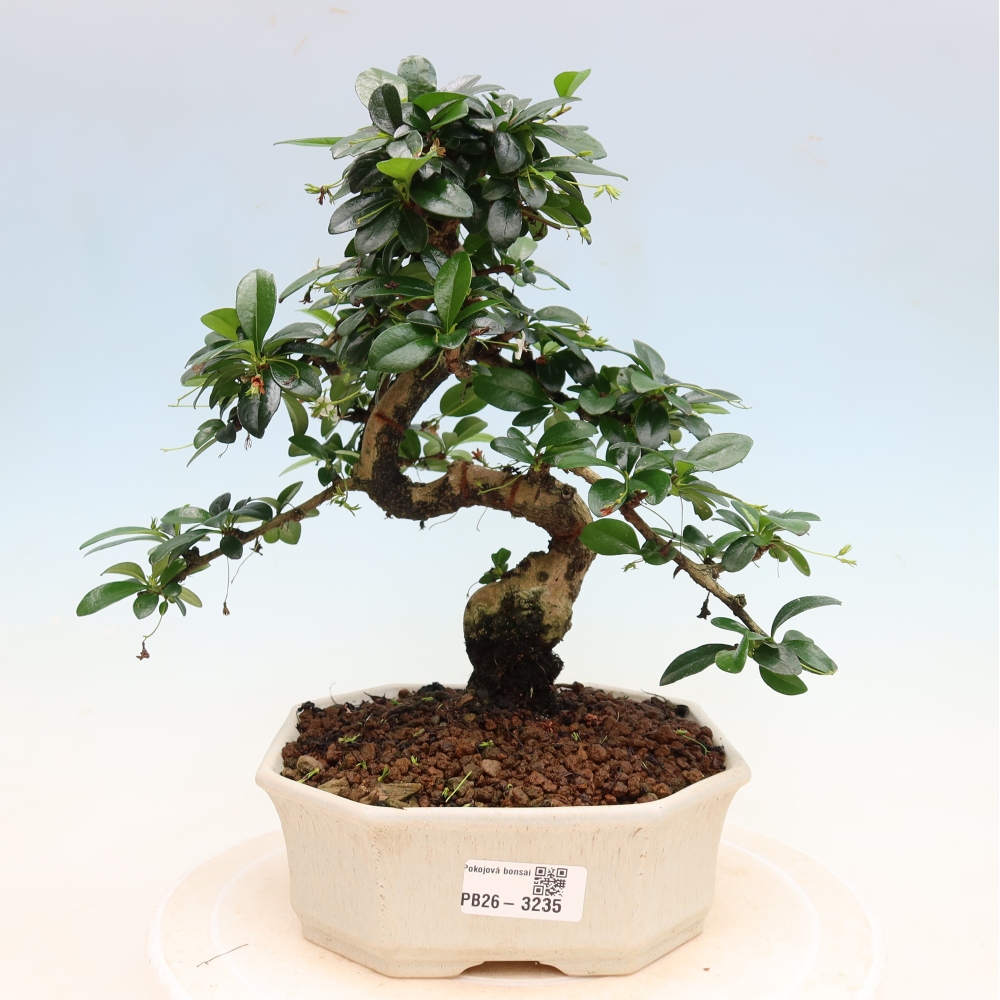 Camera bonsai - Carmona macrophylla - Tea fuki