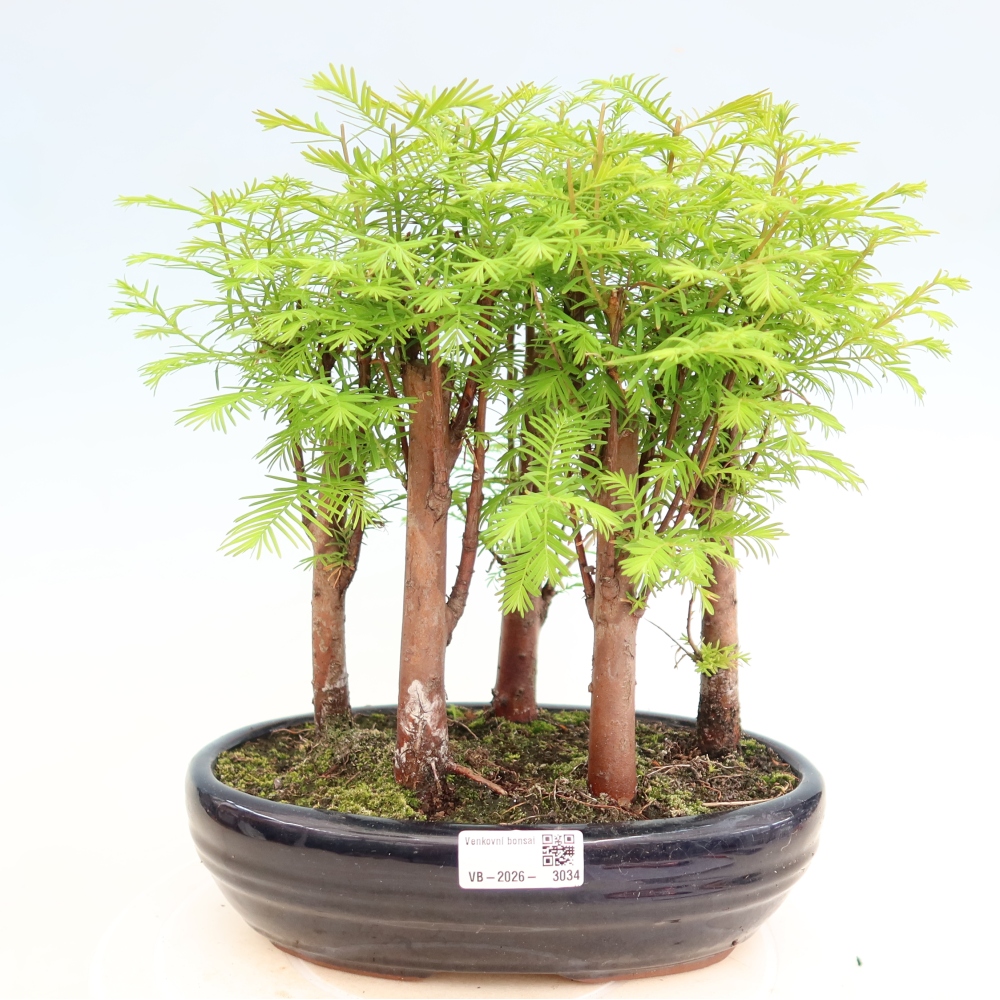 Bonsai da esterno - Metasequoia glyptostroboides - Metasequoia cinese - boschetto