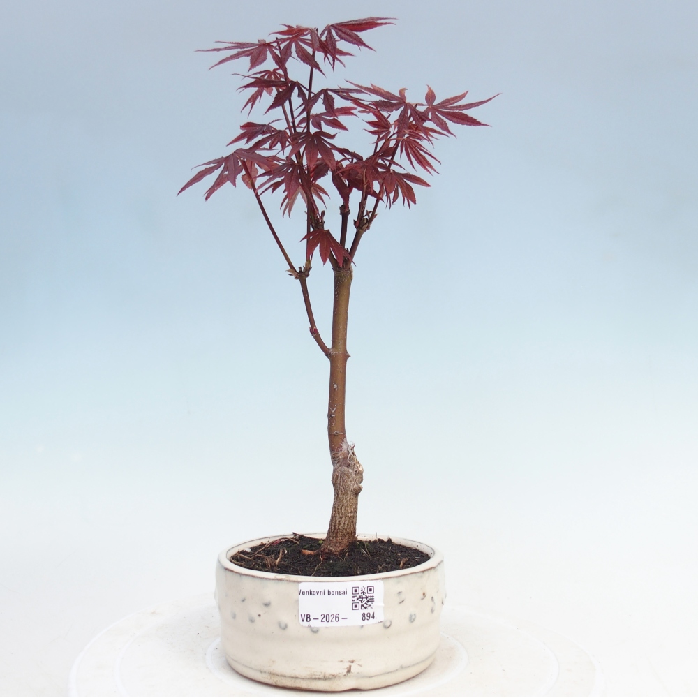 Bonsai da esterno - Palma Acer. Atropurpureum-Javor palmate