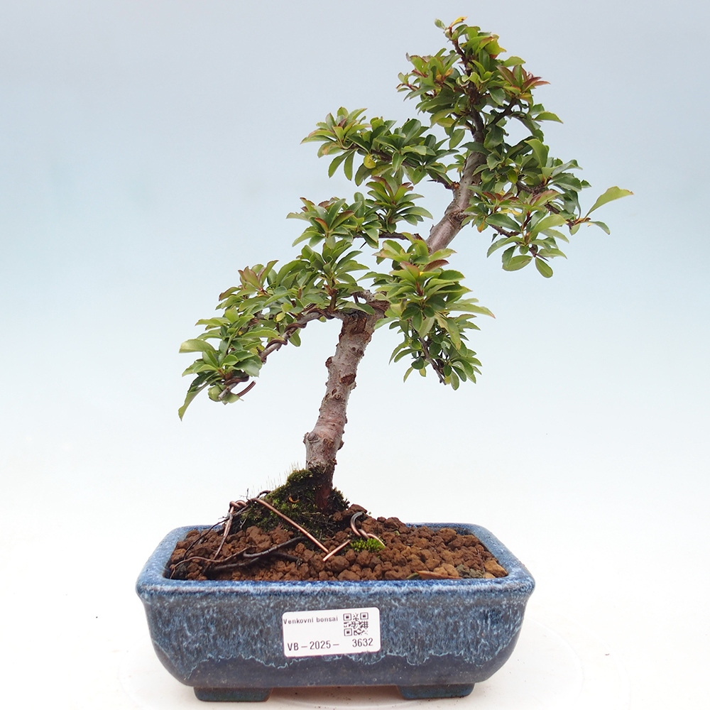 Bonsai da esterno-Pyracantha Teton -Hlox