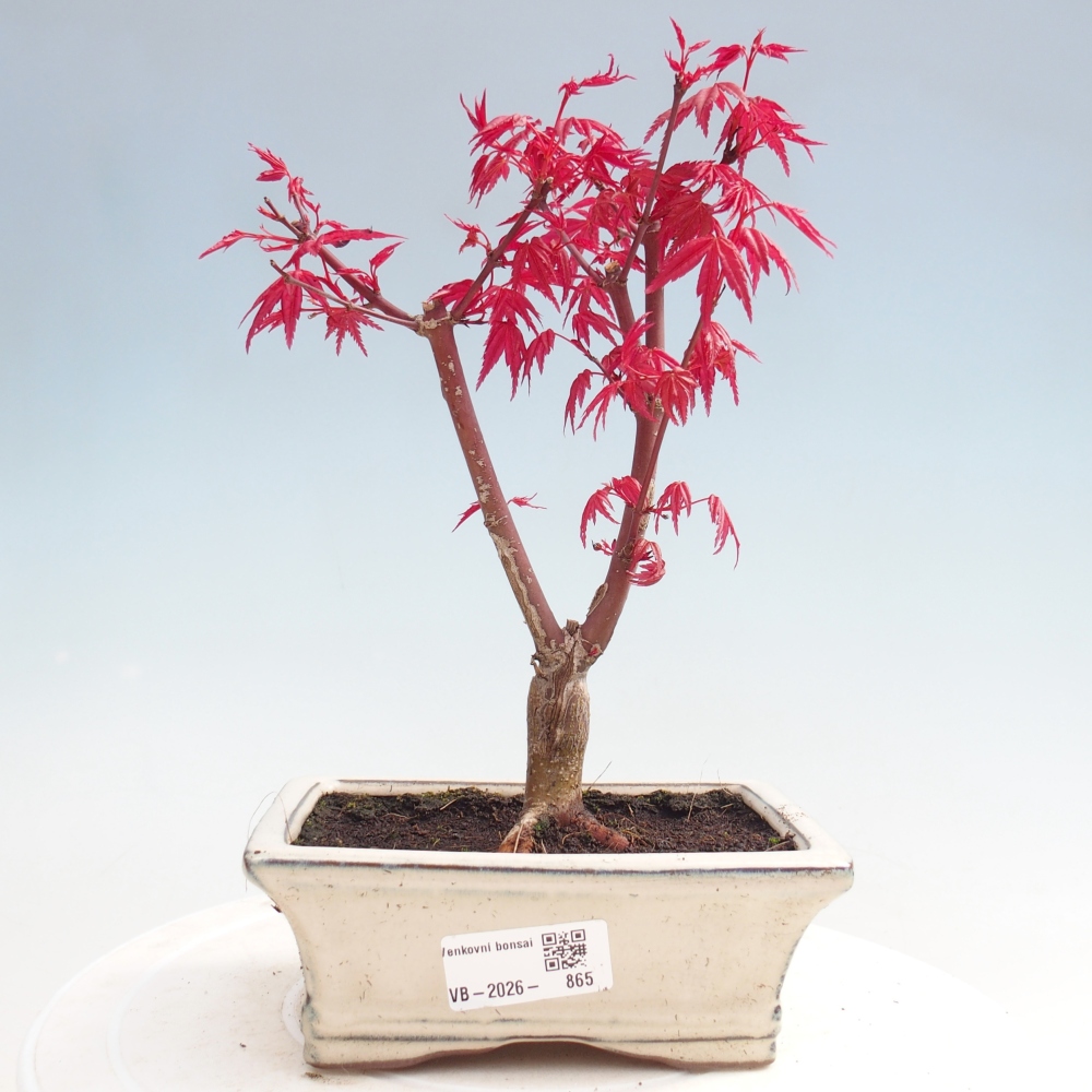Bonsai da esterno - Acer palmatum DESHOJO