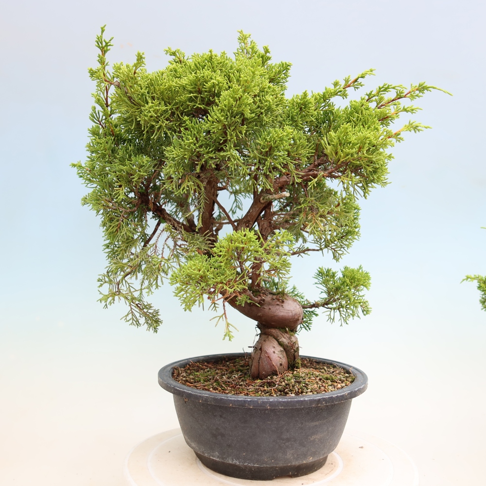 Bonsai da esterno - Juniperus chinensis Itoigawa-Juniperus chinensis