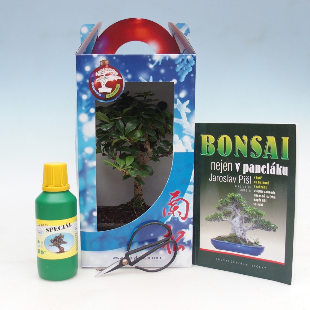 Bonsai da camera in confezione regalo Carmona microphylla - Tea fuki