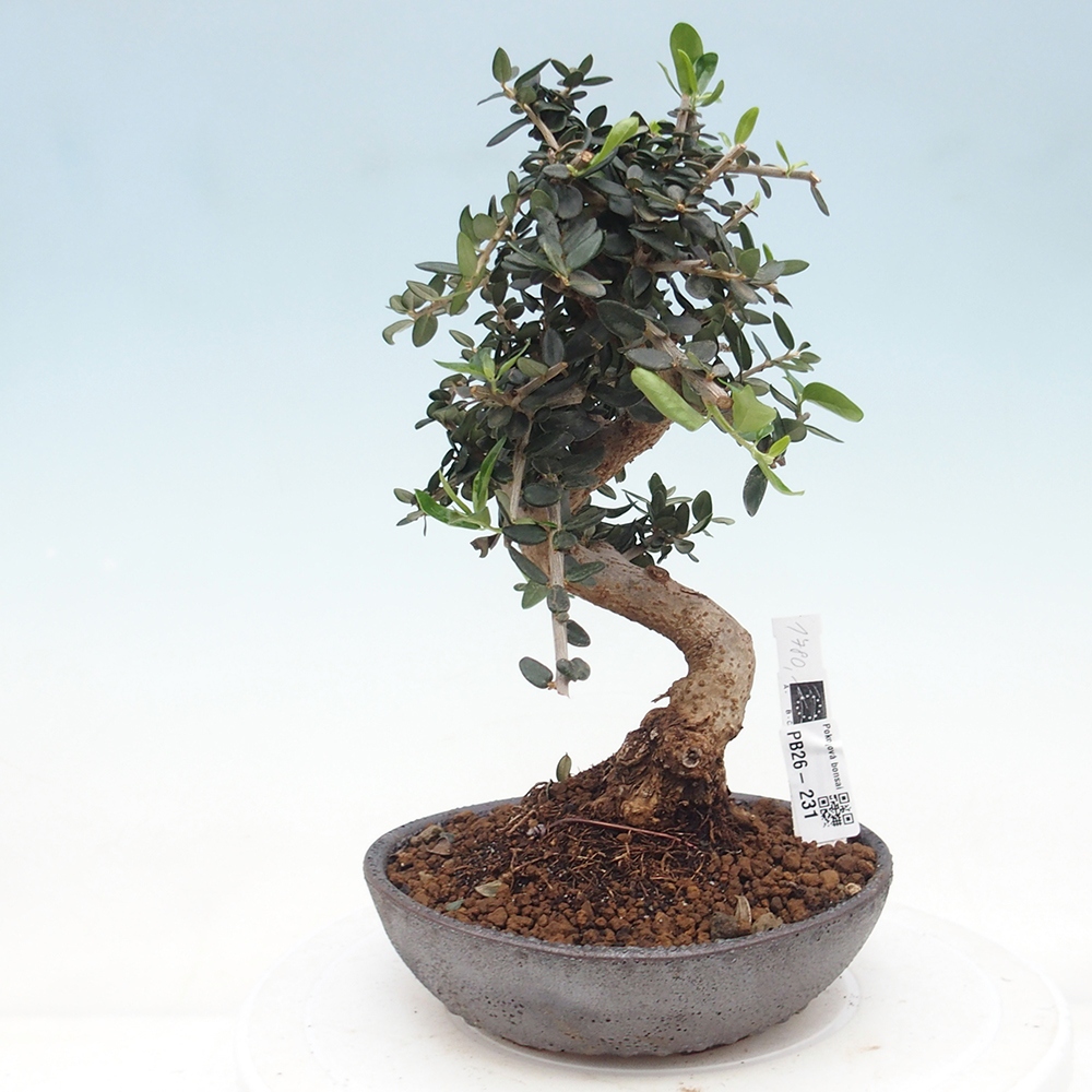 Bonsai da interno - Olea europaea sylvestris