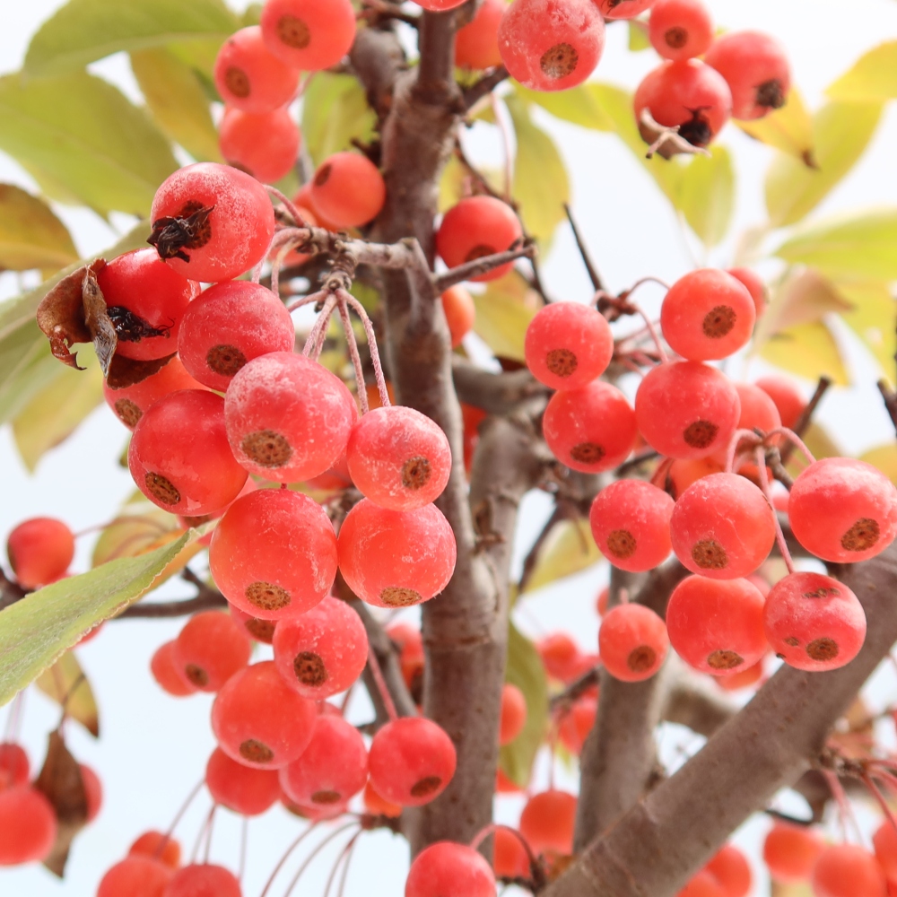 Bonsai da esterno -Malus domestica - Melo a piccoli frutti a foglie rosse