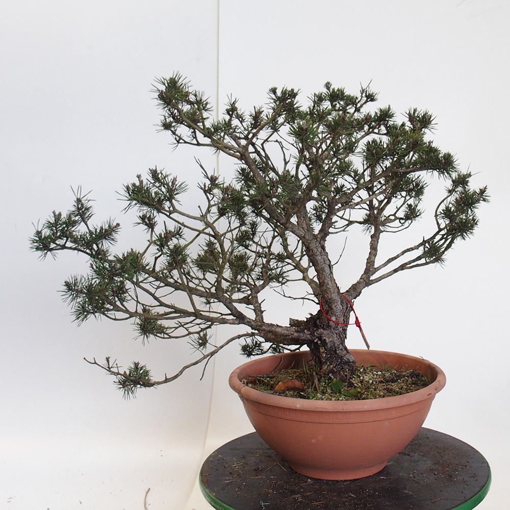 Yamadori - Pinus sylvestris Spagna