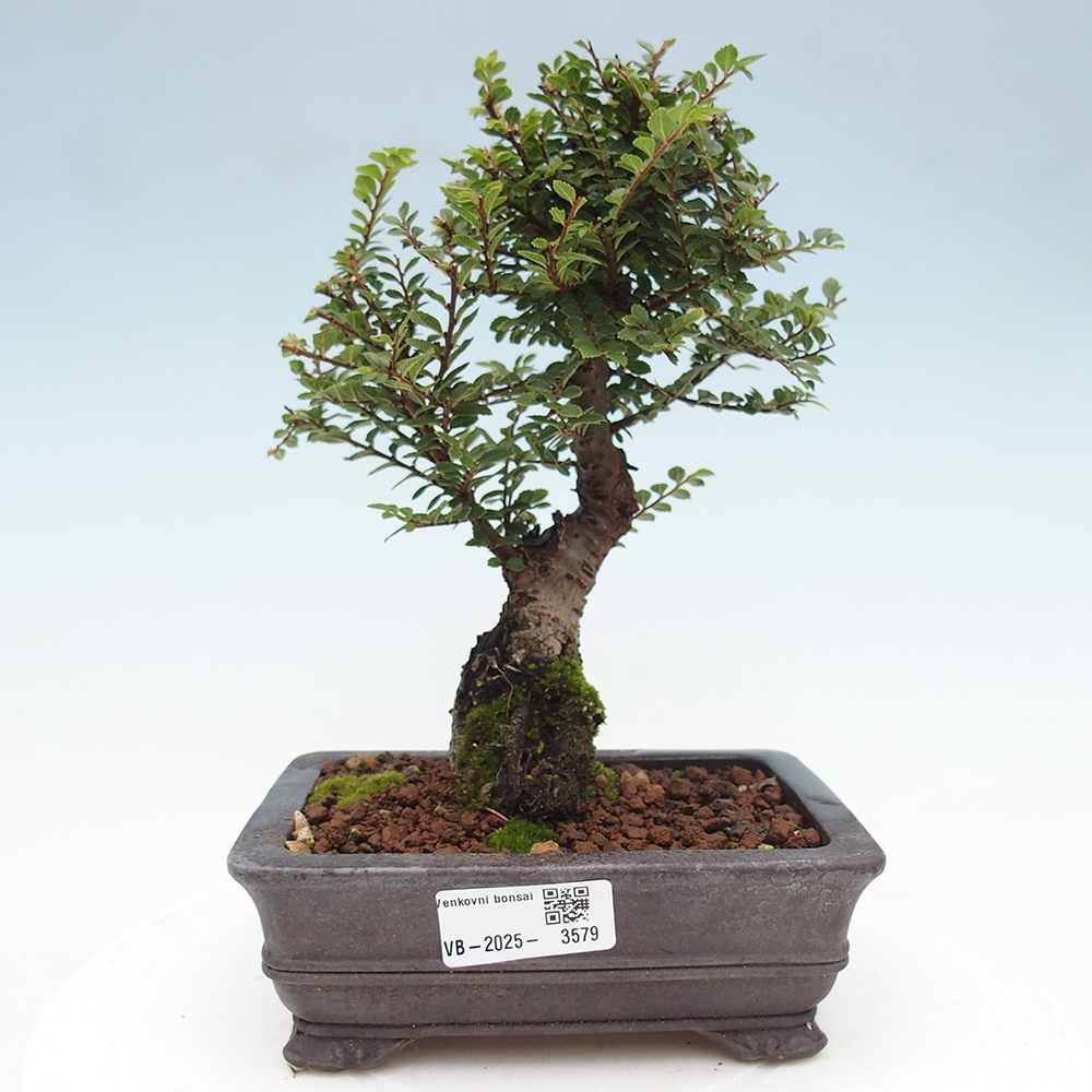 Bonsai da esterno - Ulmus parvifolia Hokkaido - Olmo cinese