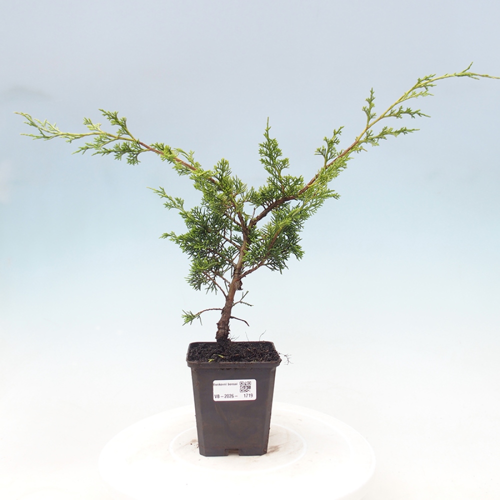 Bonsai da esterno - Juniperus chinensis Itoigawa