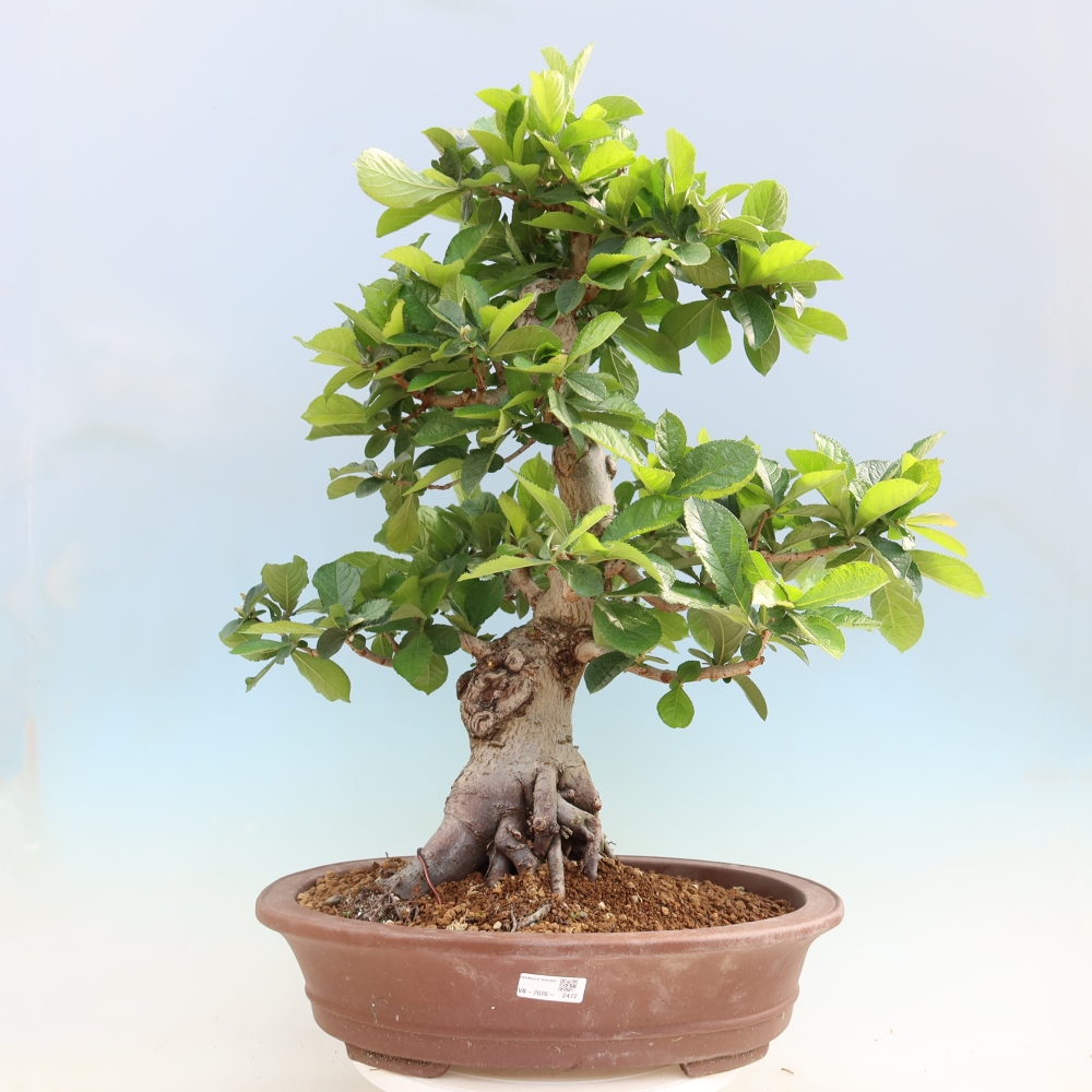 Bonsai da esterno - Photinia villosa