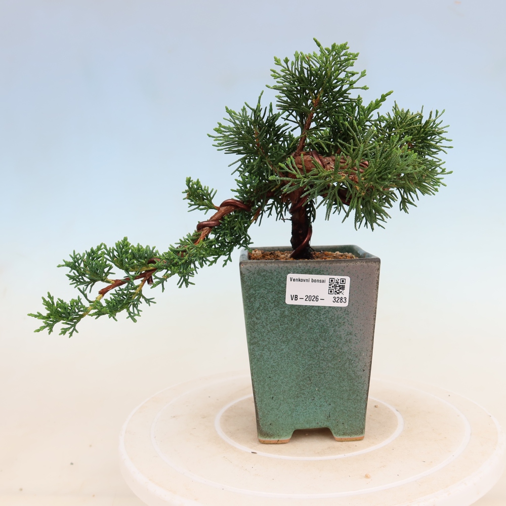 Bonsai da esterno - Juniperus chinensis Kishu