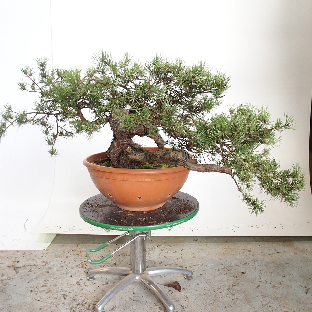 Yamadori - Pinus sylvestris Spagna