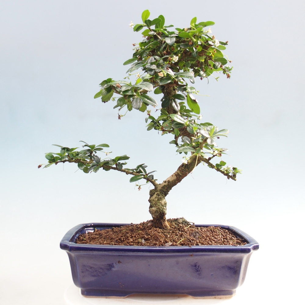 Camera bonsai - Carmona macrophylla - Tea fuki