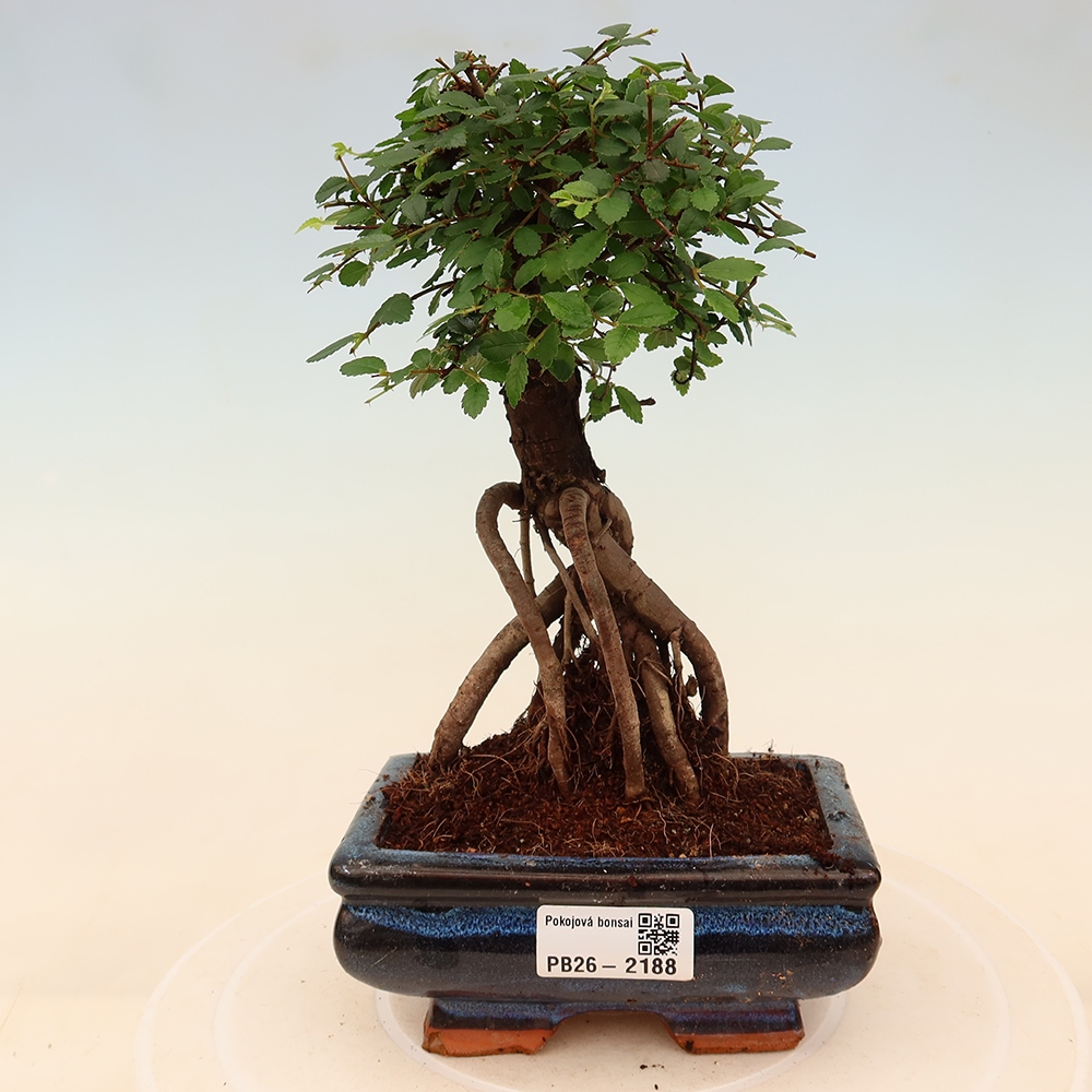 Camera bonsai - Ulmus parvifolia - Olmo a foglie piccole
