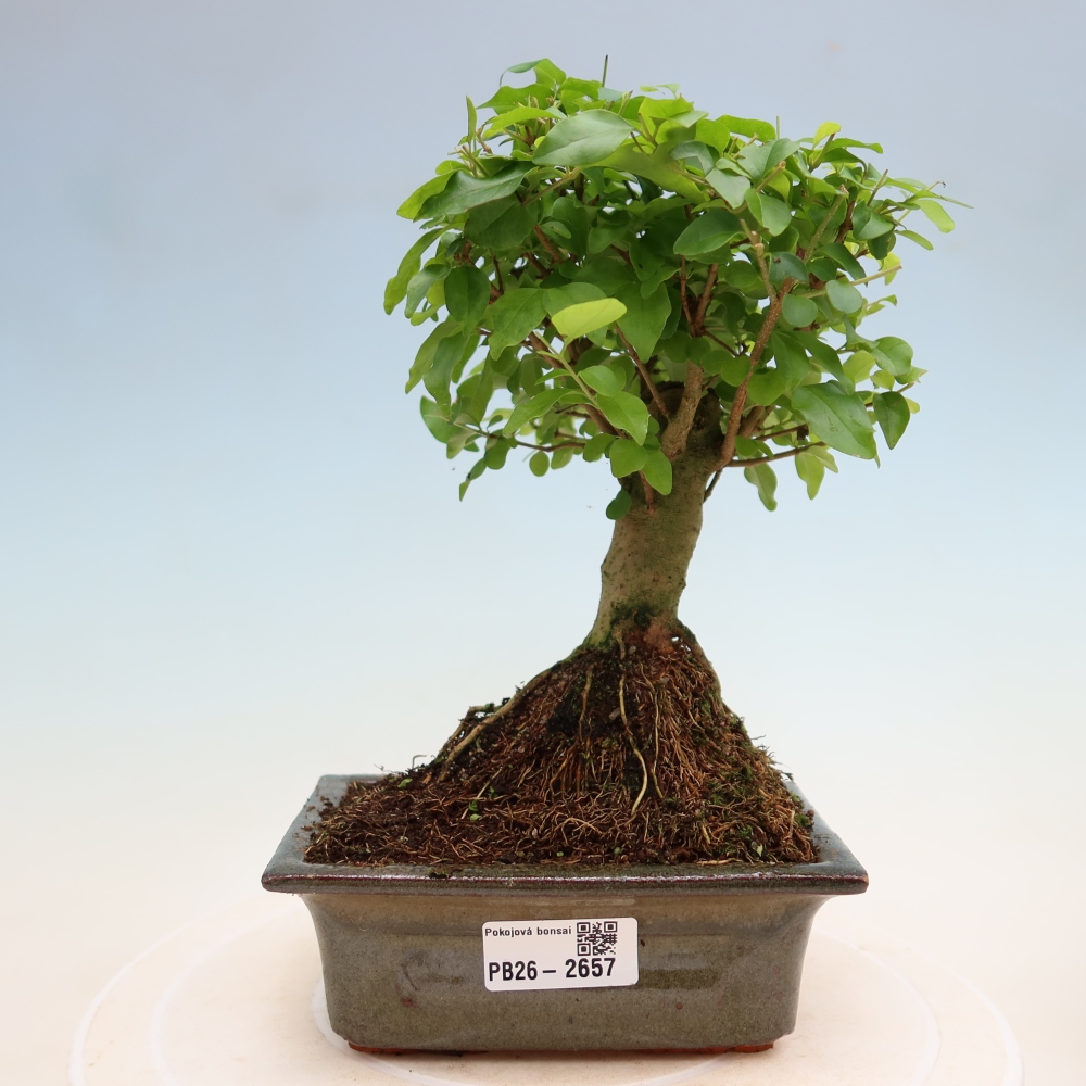 Camera bonsai -Ligustrum chinensis - Becco d'uccello